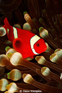 anemonfish
 by Oscar Miralpeix 